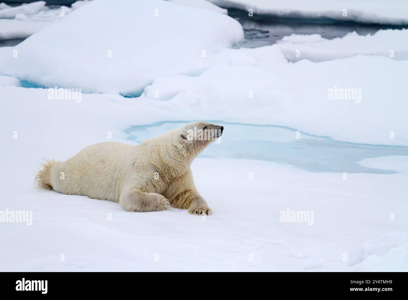 Ours polaire mâle adulte (Ursus maritimus) sur des banquises pluriannuelles en Terre Franz Josef, Russie, Océan Arctique. Banque D'Images