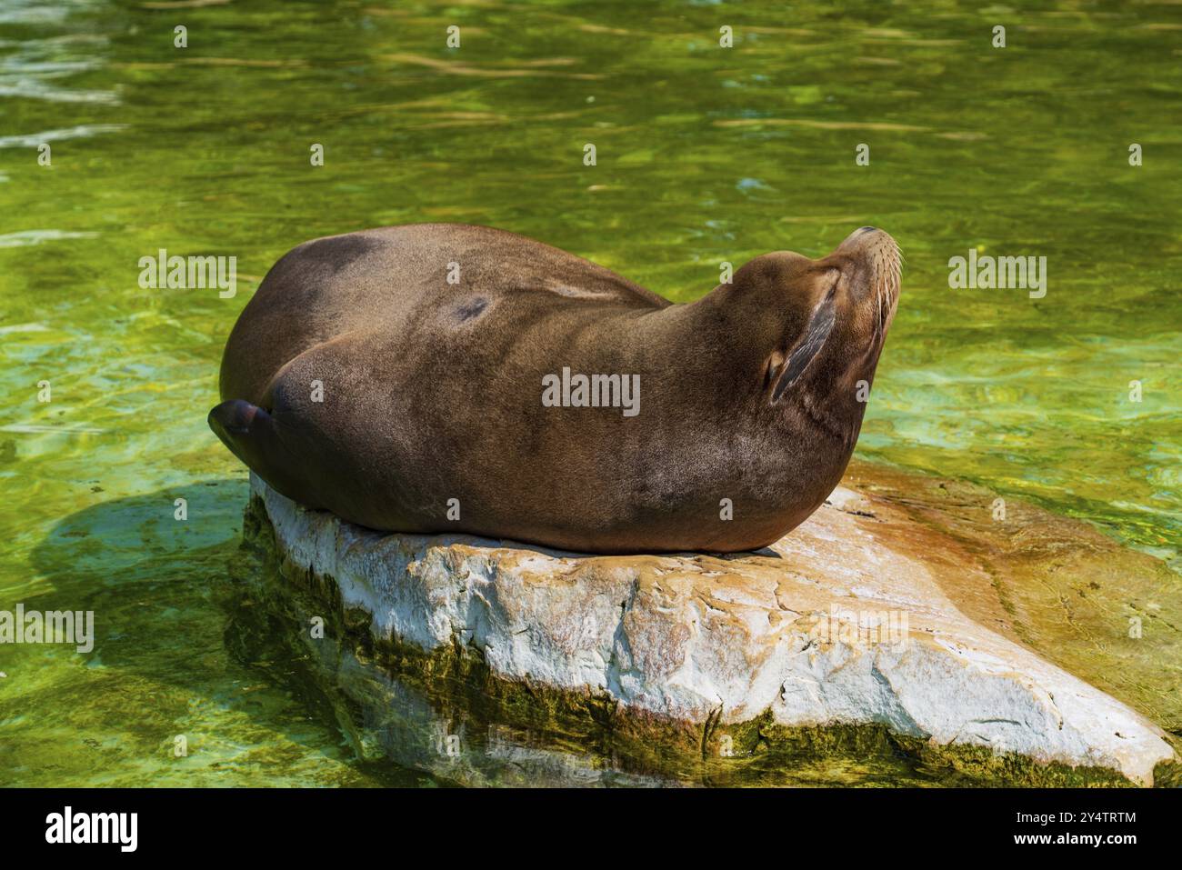 Un phoque au zoo de Berlin en Allemagne Banque D'Images