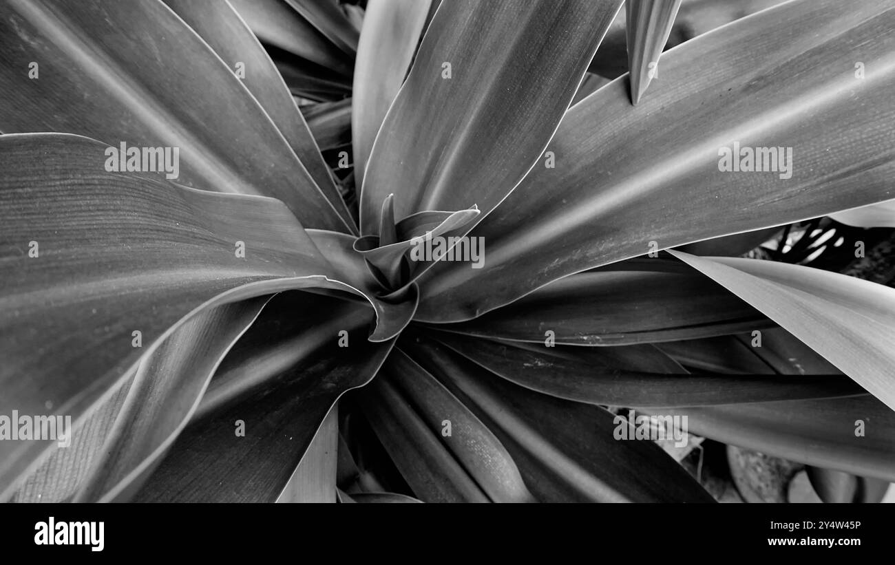 Beau motif de feuilles de fleurs de lis monochromes. Image stock nature en noir et blanc. Howrah, Bengale occidental, Inde. Banque D'Images