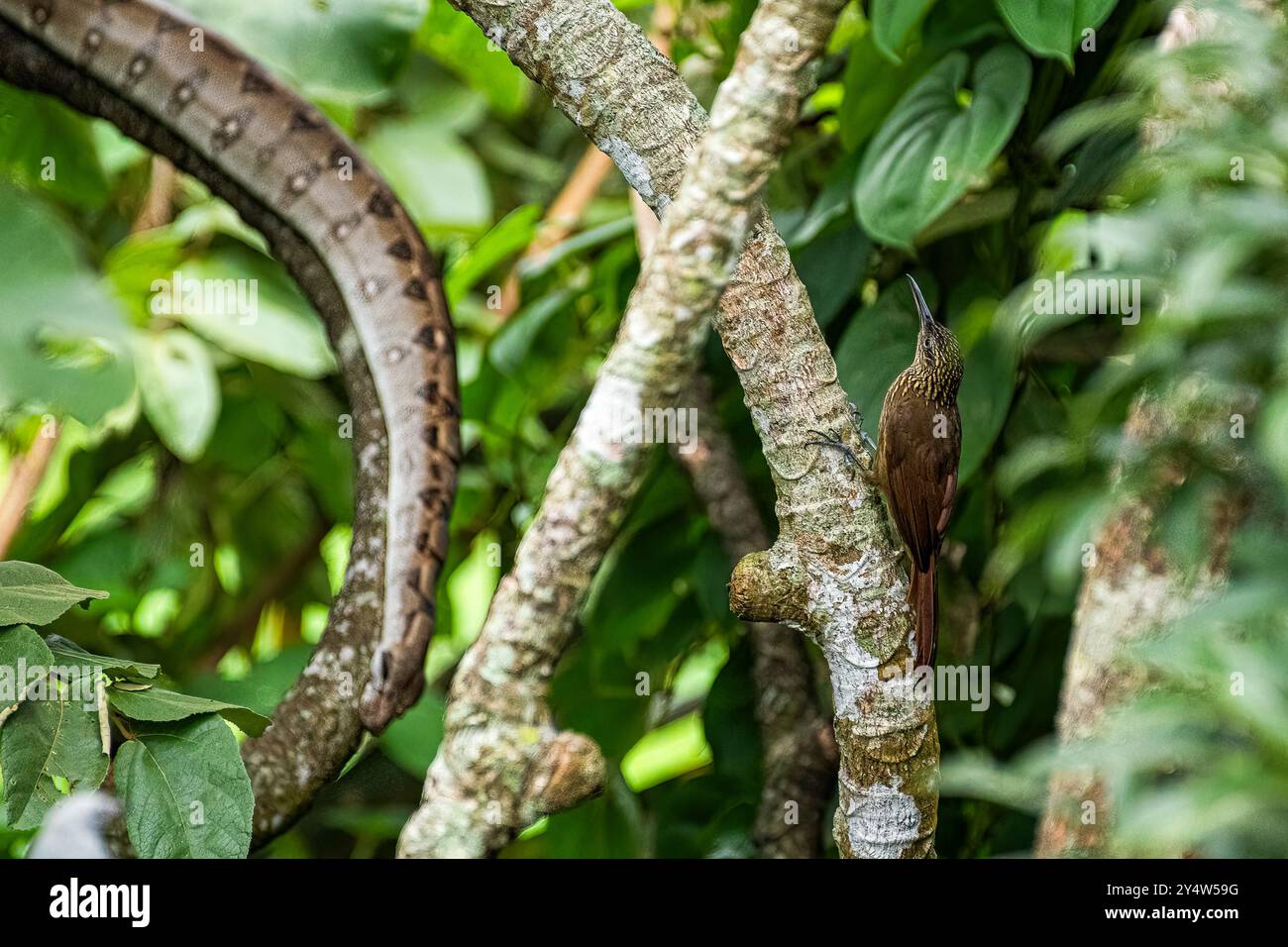 Woodcreeper avec boa dans l'image de fond prise au Panama Banque D'Images