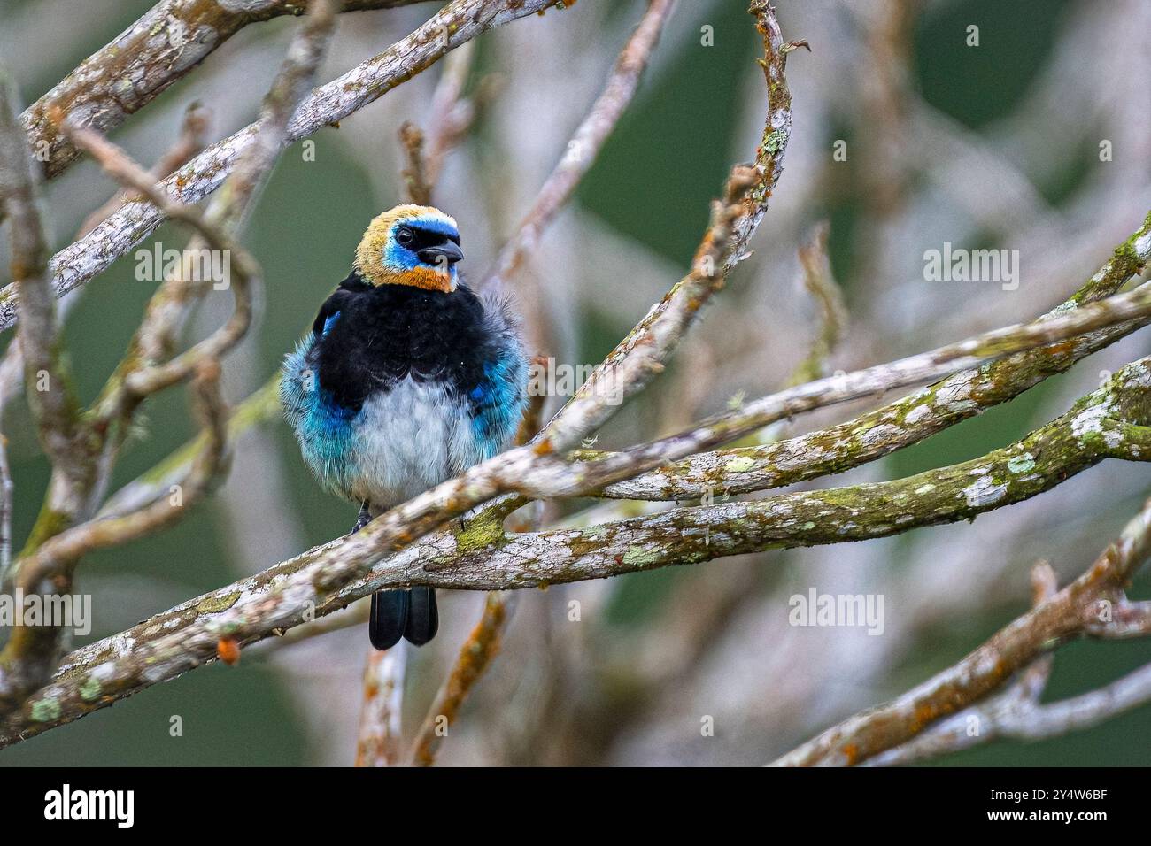 Tanager Stilpnia larvata à capuchon doré Banque D'Images