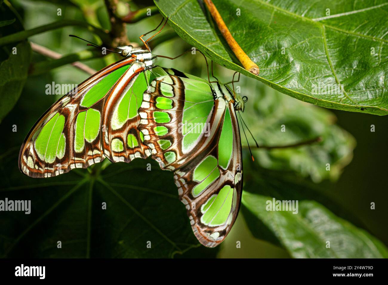 Couple de stélènes Siproeta, papillons malachite verts Banque D'Images