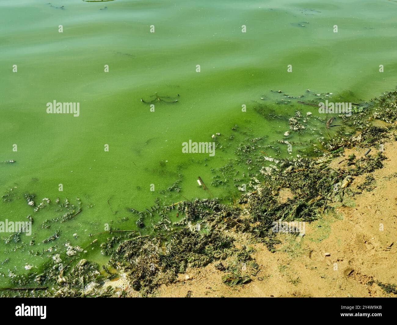 Algues, algues bleu-vert dans l'eau du lac Banque D'Images