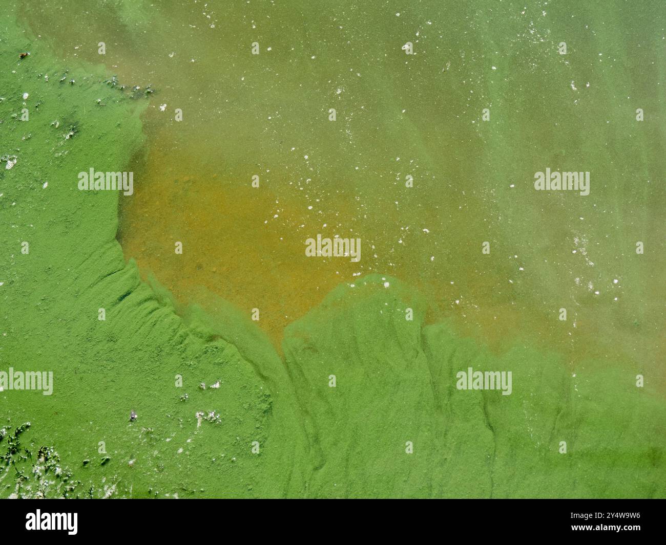 Algues, algues bleu-vert dans l'eau du lac Banque D'Images