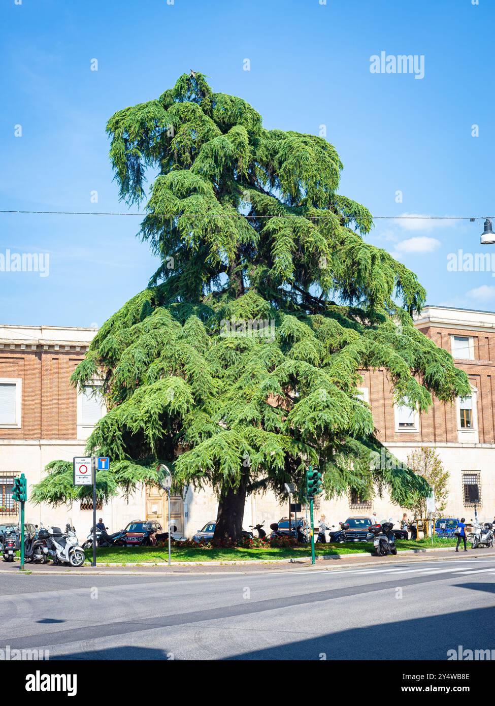 Magnifique cèdre (Cedrus deodara) dans la ville de Vérone, au nord de l'Italie Banque D'Images