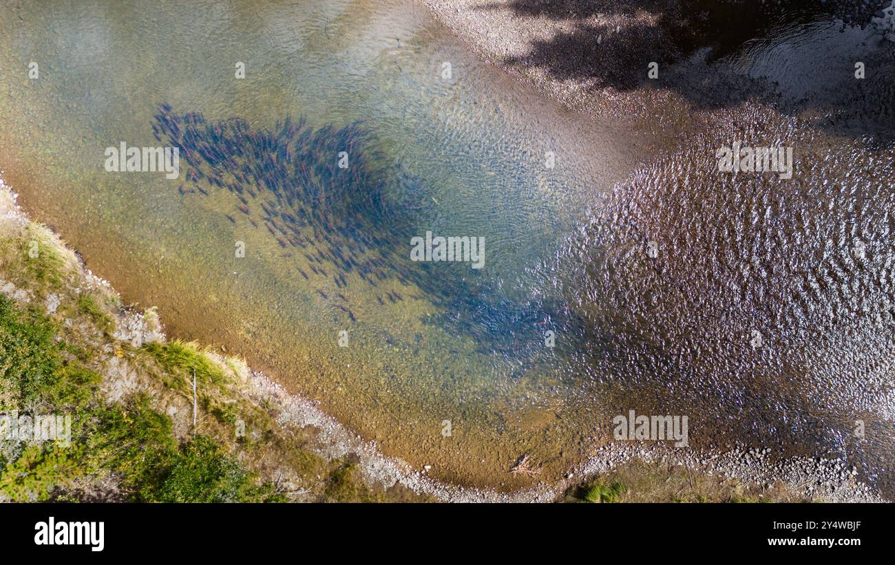 École de saumon sockeye dans une rivière au nord de la Colombie-Britannique, Canada. Banque D'Images