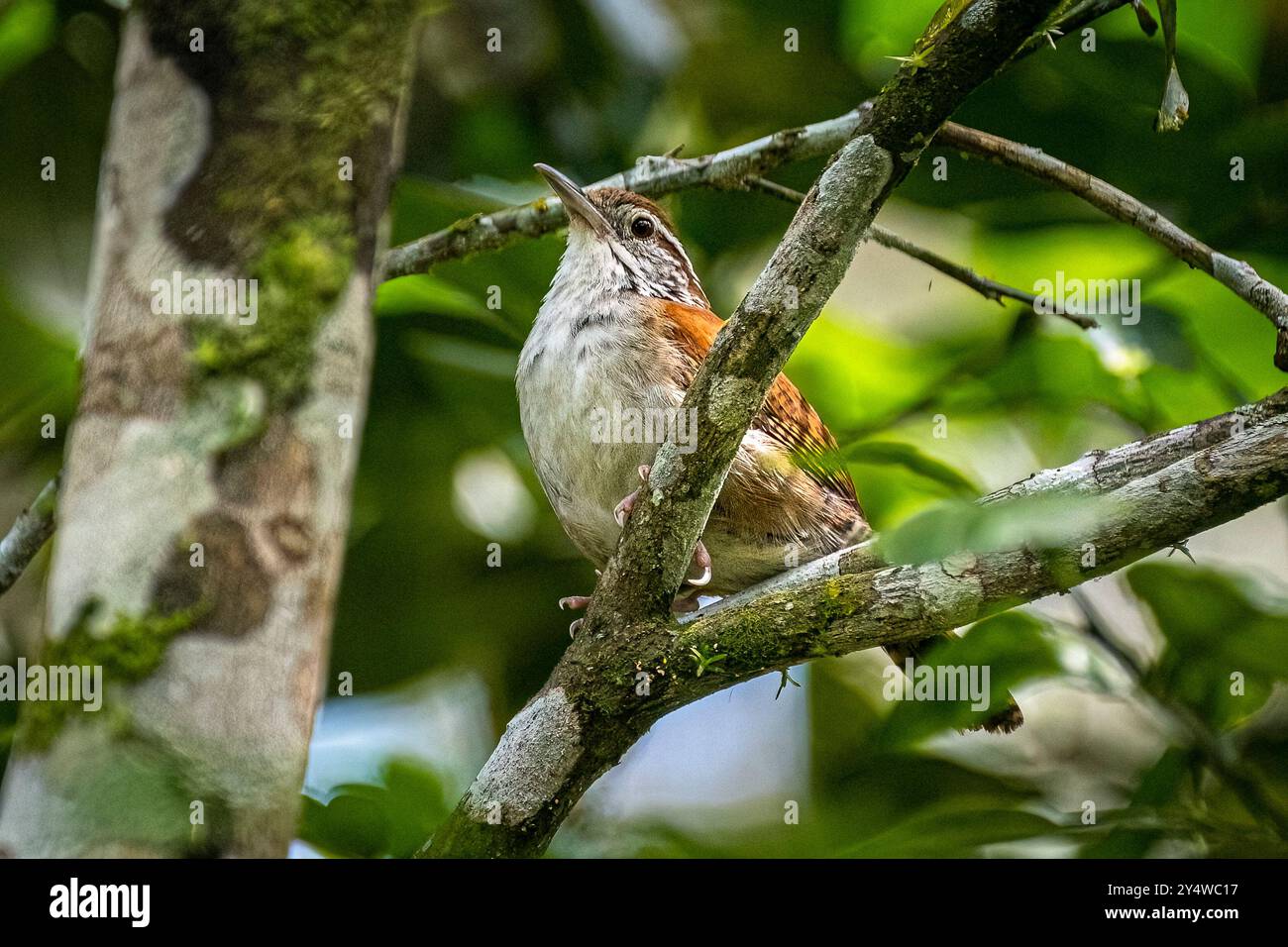 Wren roux et blanc Banque D'Images