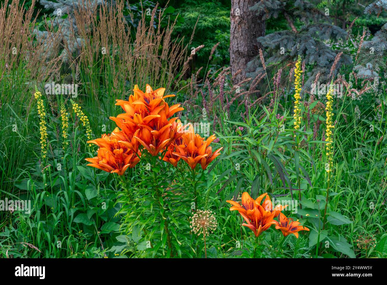 Lis de tigre dans les jardins anglais, parc Assiniboine, Winnipeg, Manitoba, Canada. Banque D'Images