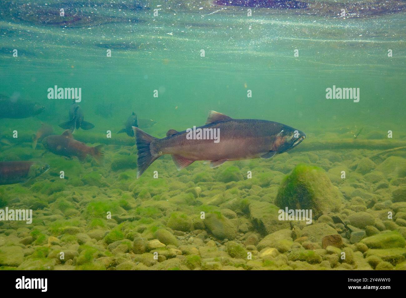 Saumon coho dans la rivière Morice en Colombie-Britannique, Canada. Banque D'Images