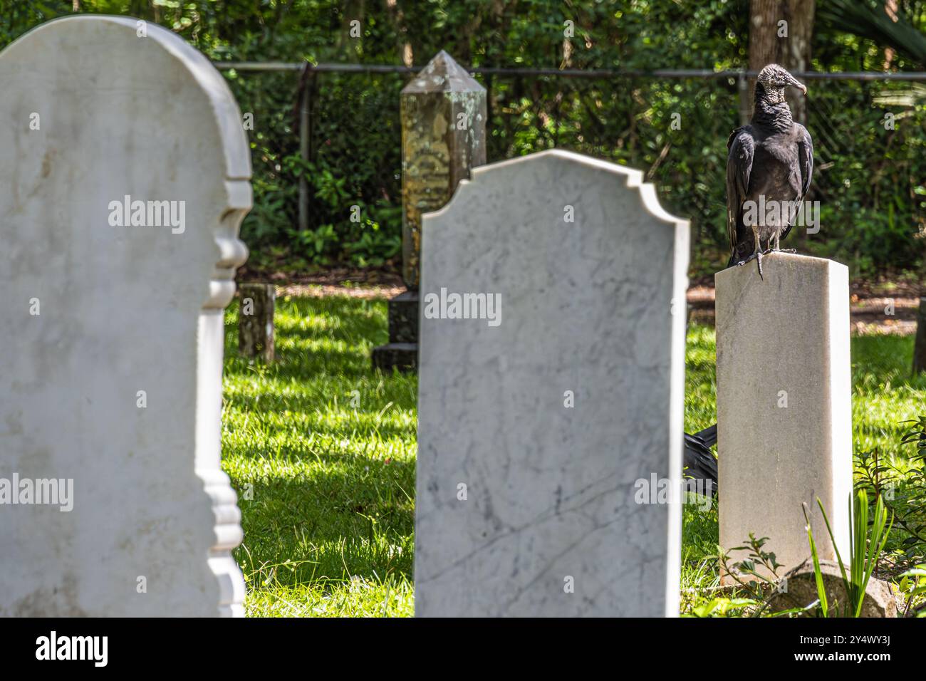 Vautours noir américain perché sur une pierre tombale au cimetière historique de Micanopy dans le centre-nord de la Floride. (ÉTATS-UNIS) Banque D'Images