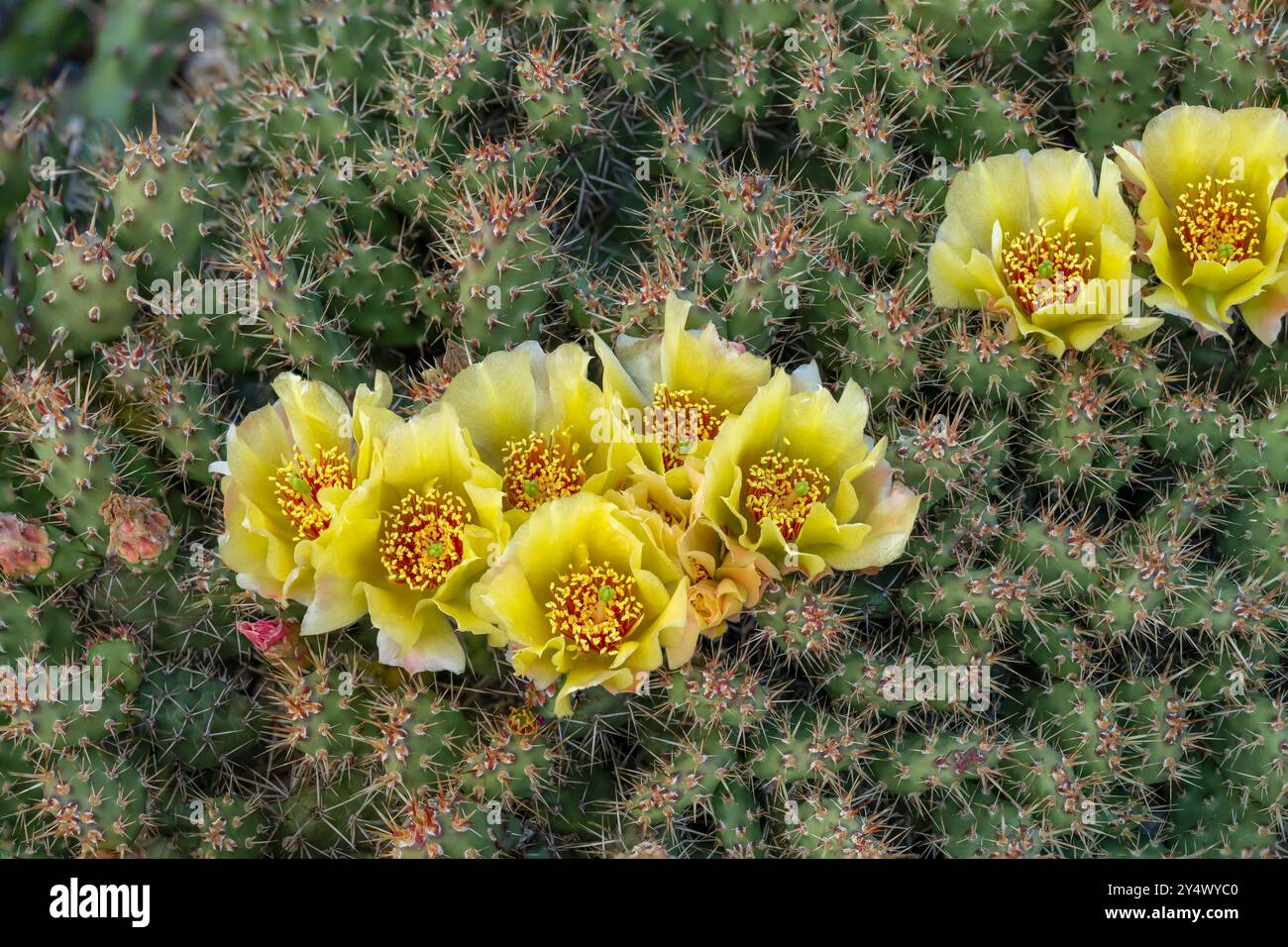 Le cactus Opuntia fragilis fleurit dans un jardin d'arrière-cour à Winkler, Manitoba, Canada. Banque D'Images