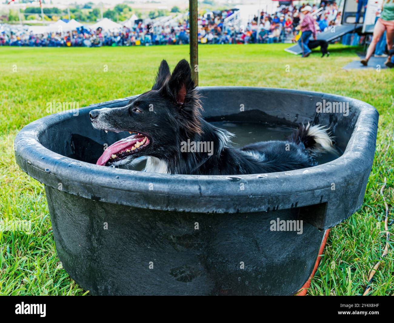 Border Collie se rafraîchissant dans un bain d'eau ; Meeker Classic Sheepdog Championship Trials ; Meeker ; Colorado ; États-Unis Banque D'Images