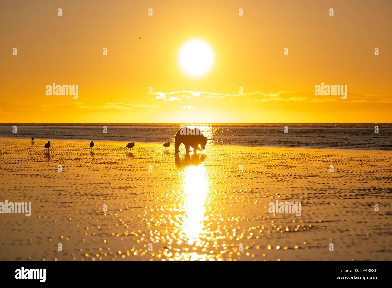 Ours brun côtier criant au lever du soleil, parc national de Lake Clark, Alaska Banque D'Images