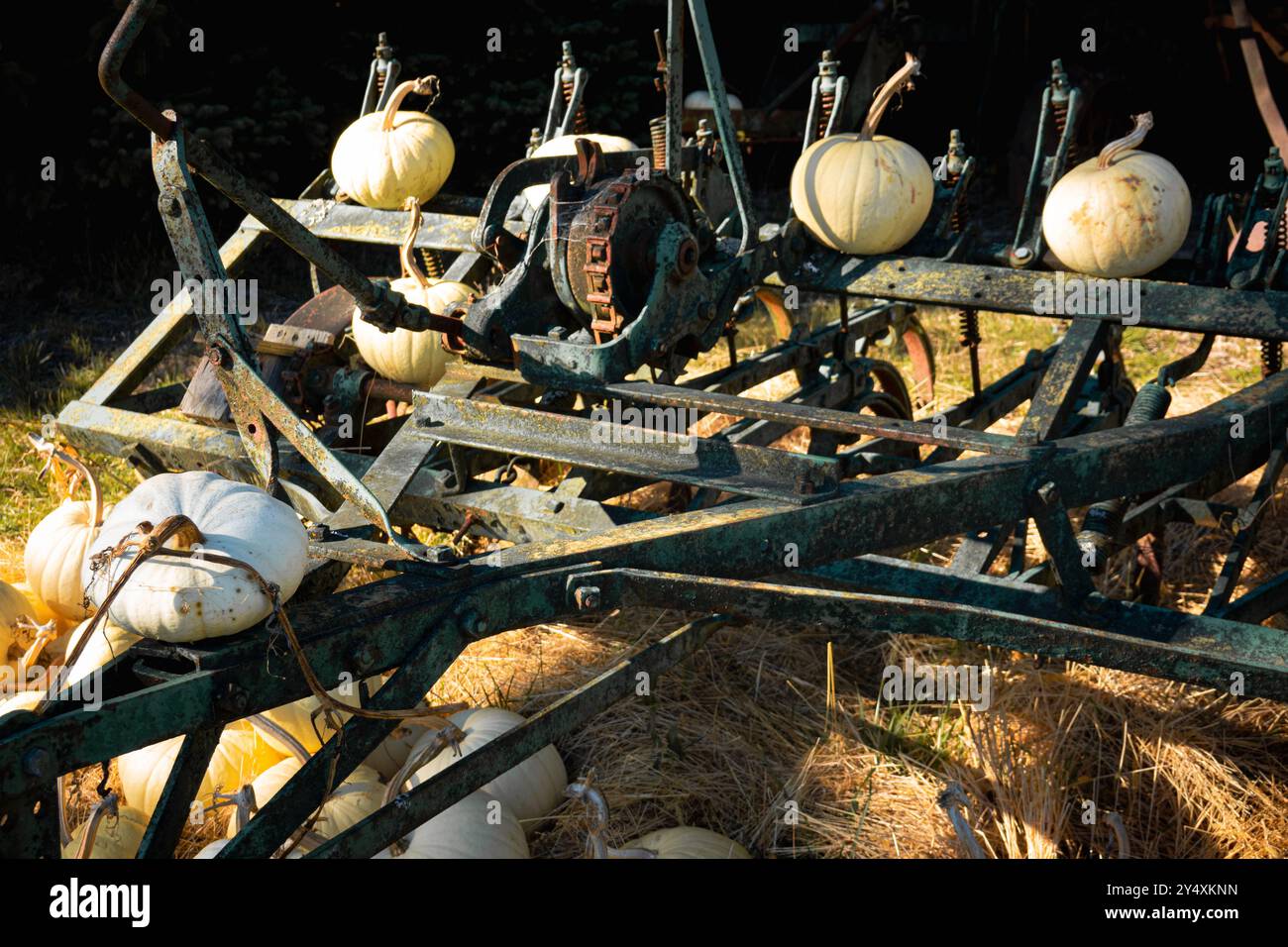 Vieilles machines agricoles et citrouilles blanches dans les fermes Suyematsu sur l'île de Bainbridge. Banque D'Images