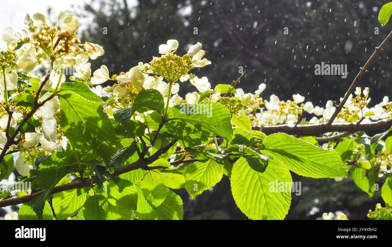 Feuilles rétroéclairées sur une branche horizontale d'un arbuste Vaiburnum × burkwoodii, fleurissant sous la pluie de printemps Banque D'Images
