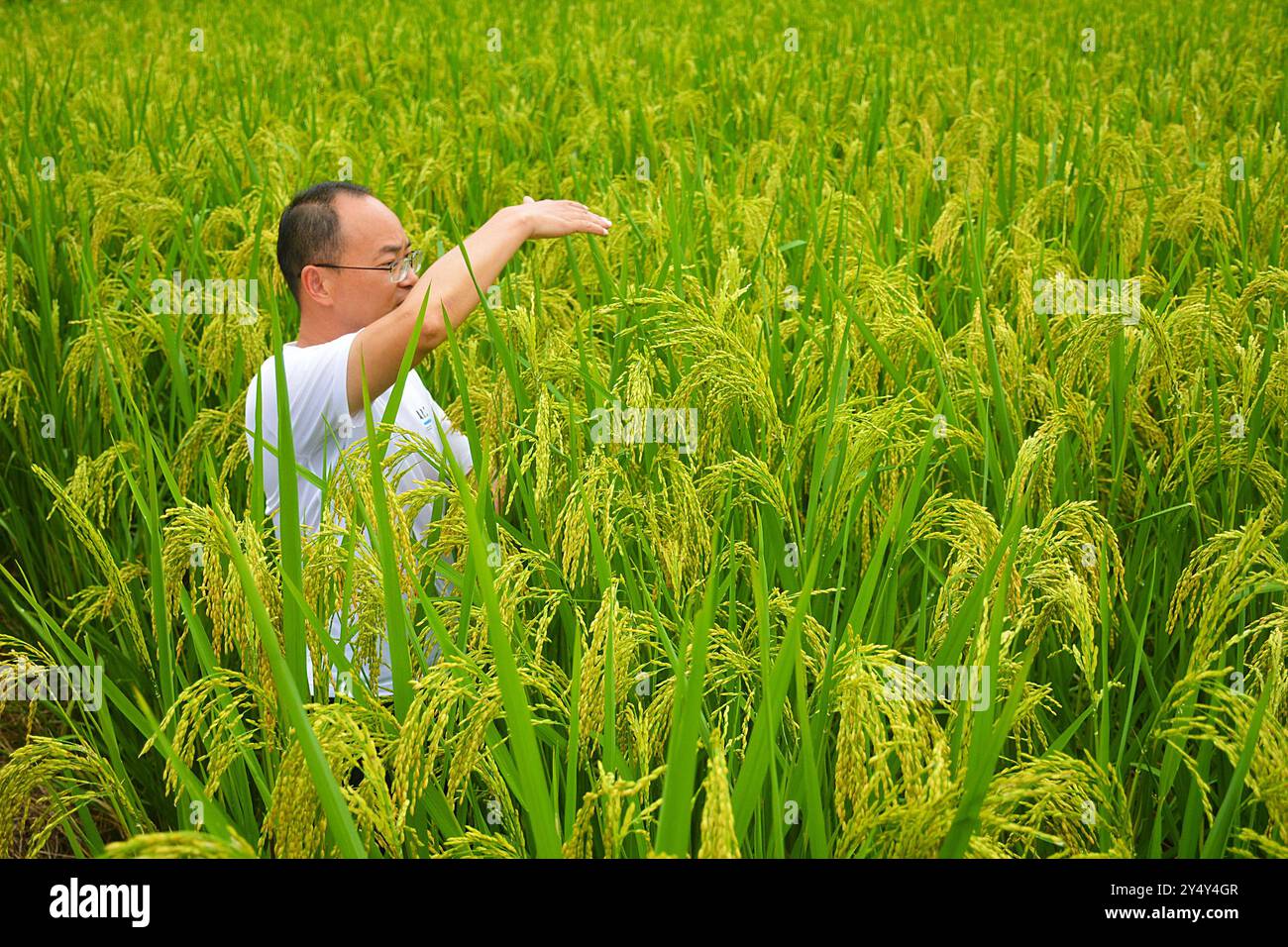 ANQING, CHINE - 19 SEPTEMBRE 2024 - les techniciens agricoles présentent les caractéristiques de chaque nouvelle variété de riz aux agriculteurs lors de la démonstration b Banque D'Images