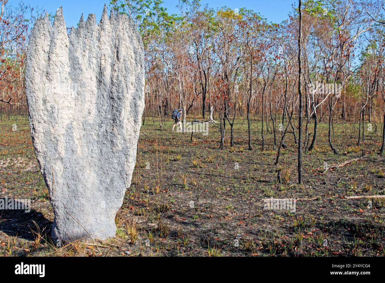 Randonneur passant un termithe magnétique sur la piste de table Banque D'Images