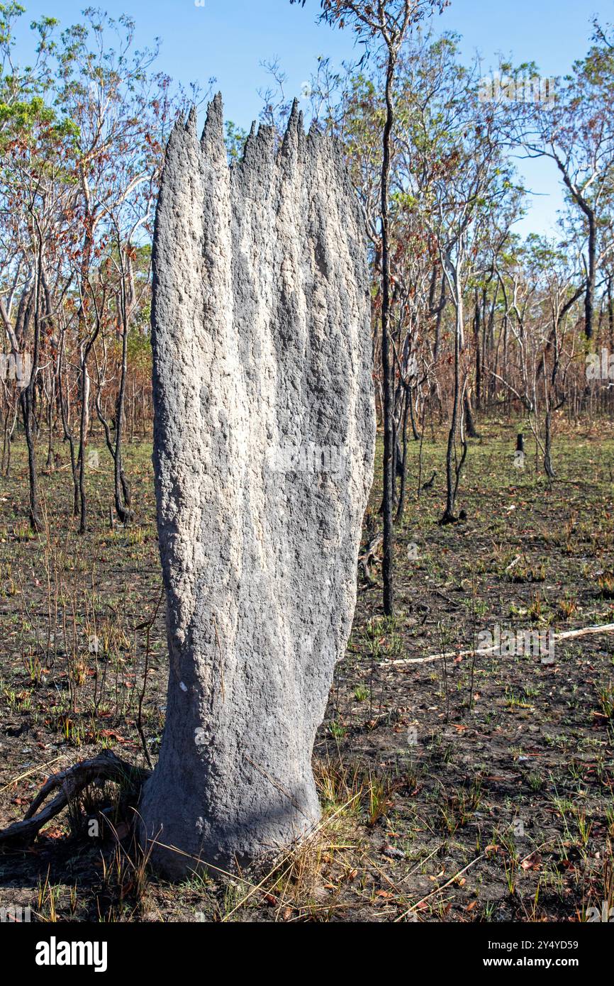 Termites magnétiques sur le plateau du parc national de Litchfield Banque D'Images