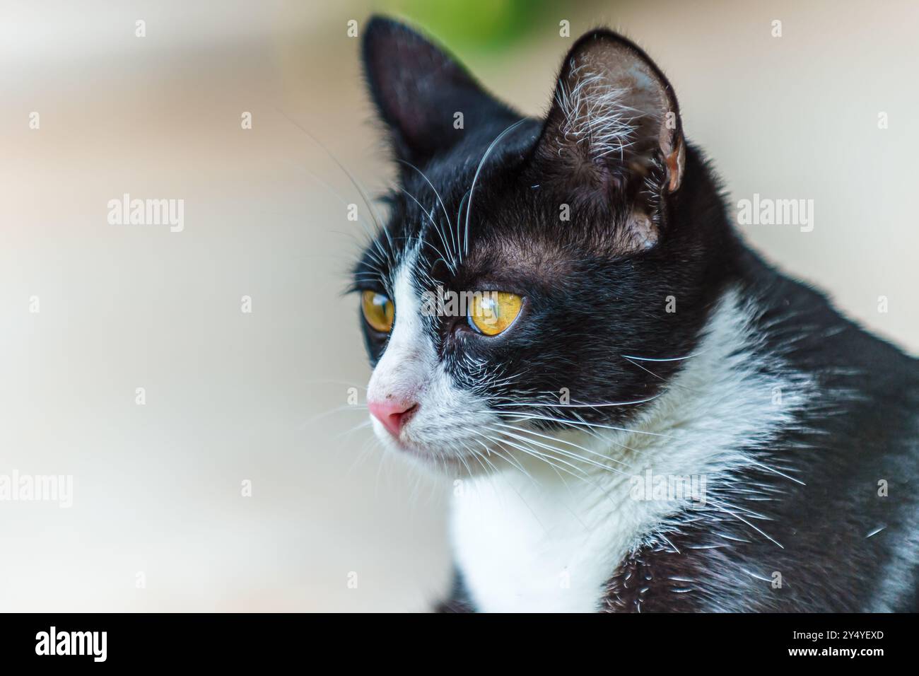 Chat noir et blanc avec les yeux jaunes regarde intentionnellement quelque chose hors caméra. Banque D'Images