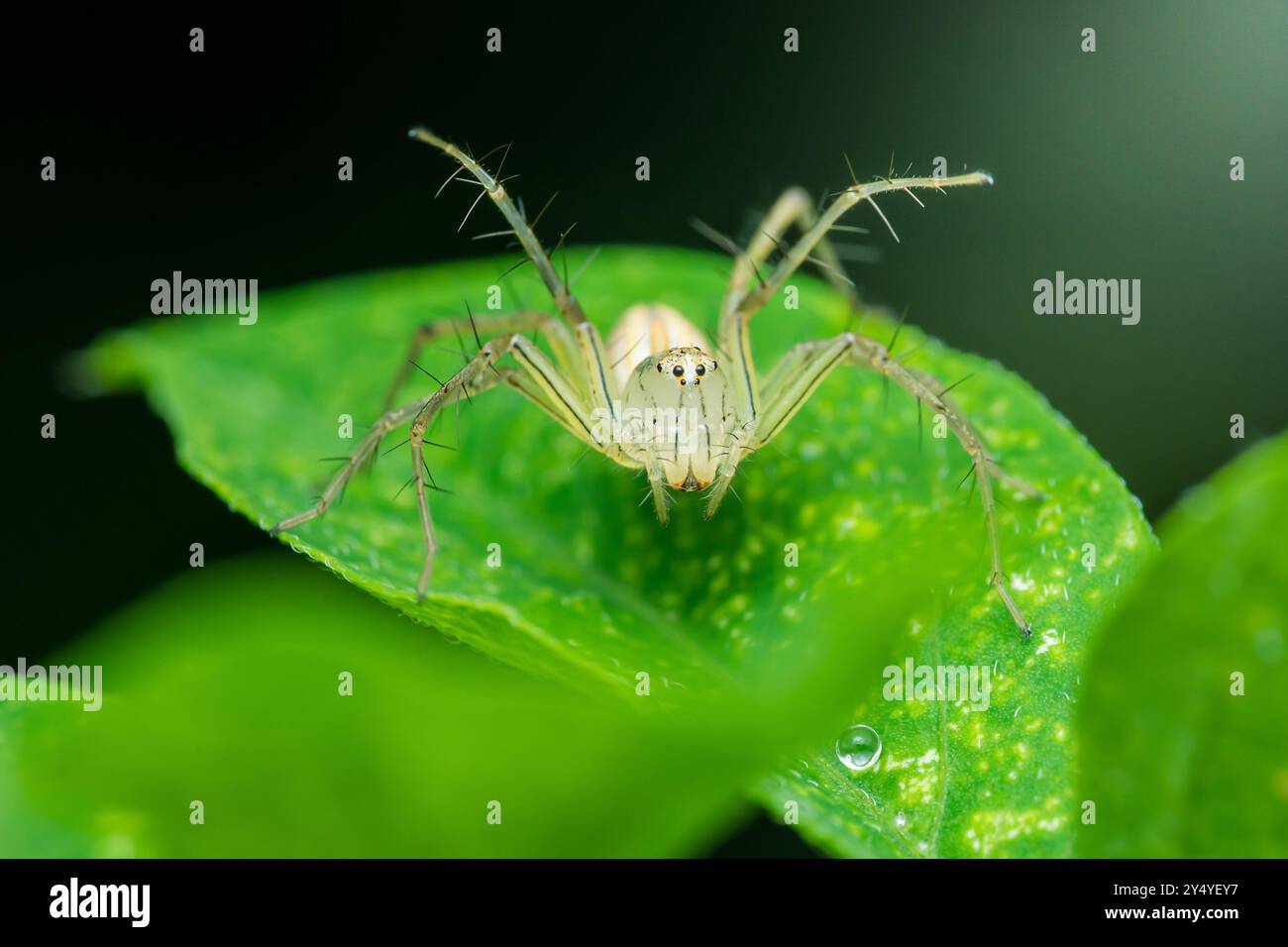 Lynx Spider est debout sur une feuille verte dans une photographie macro prise avec un fond vert foncé flou. Banque D'Images
