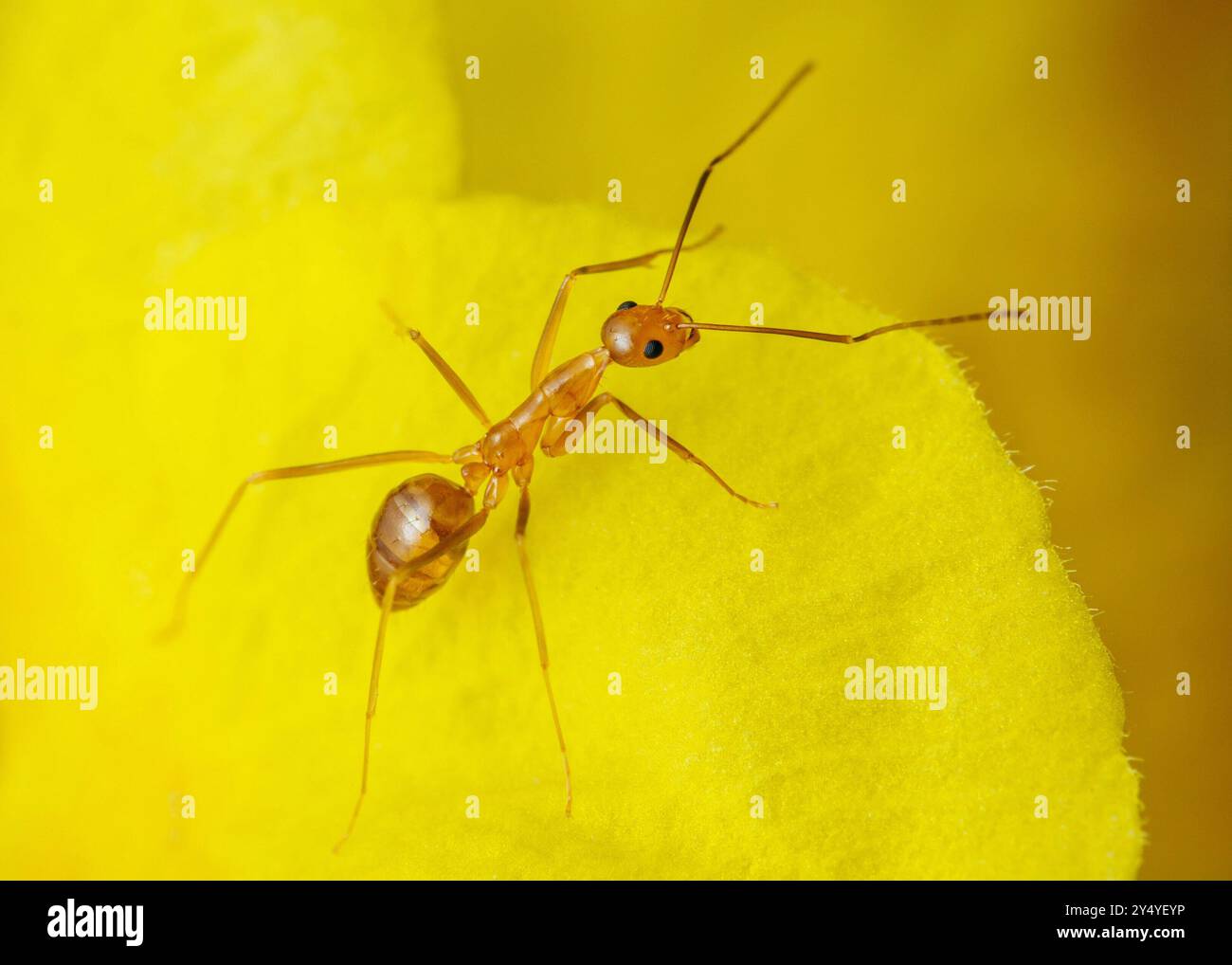 Gros plan une fourmi folle jaune sur fond de pétales jaunes. Banque D'Images