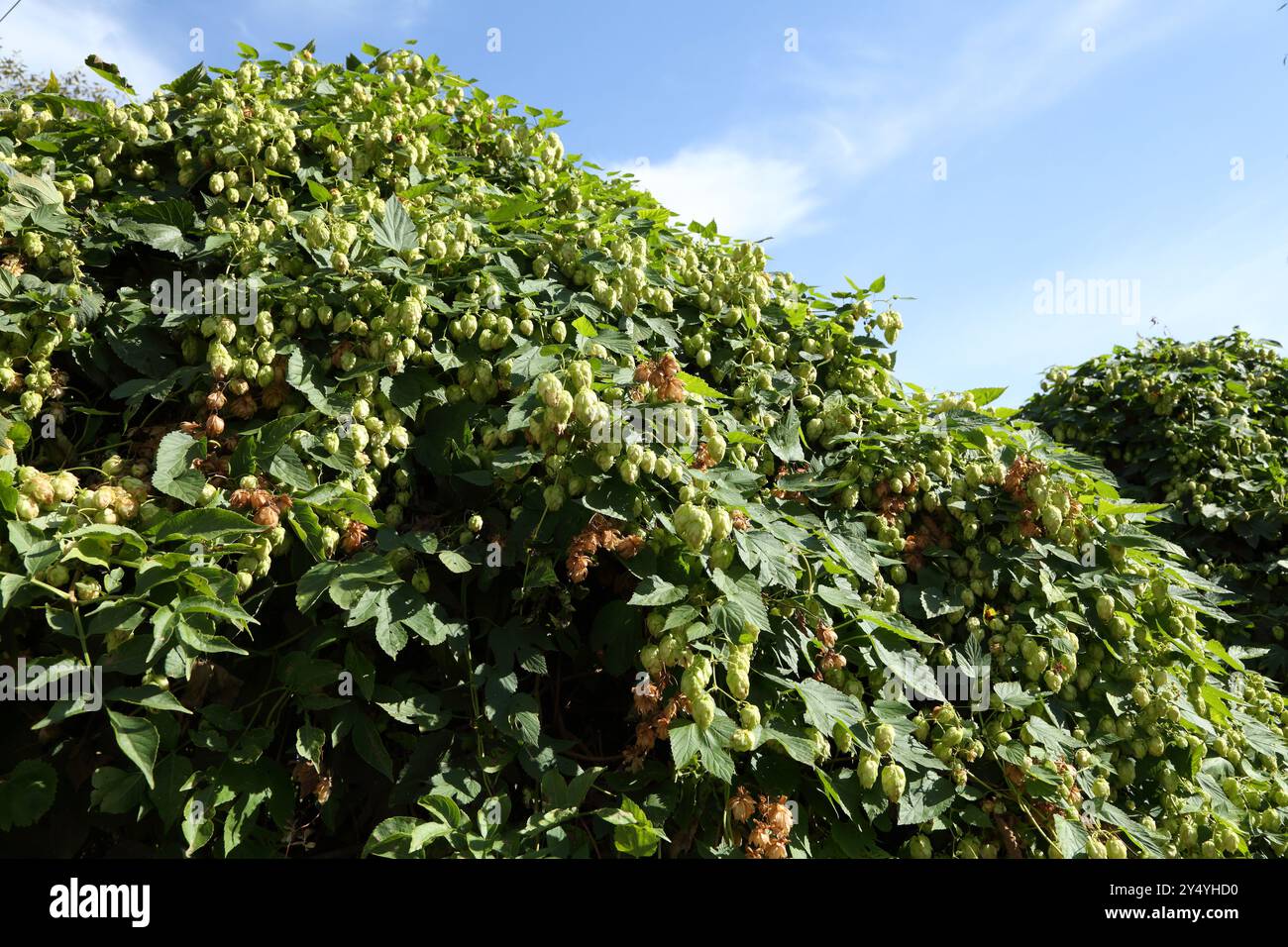 Buissons à houblon. Houblon sauvage. Houblon pour brassage. Houblon. Banque D'Images