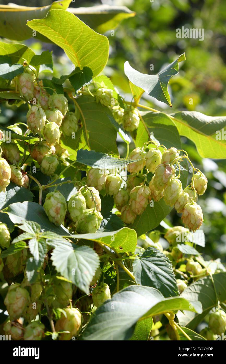 Buissons à houblon. Houblon sauvage. Houblon pour brassage. Houblon. Banque D'Images