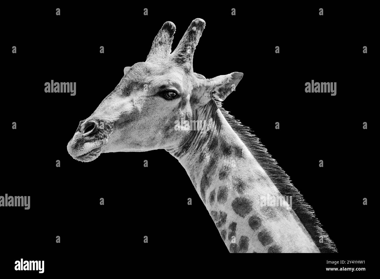 Tête de girafe long cou silhouette noir fond isolé gros plan, visage de girafe, art noir et blanc, nature sauvage d'animal africain, savane africaine Banque D'Images