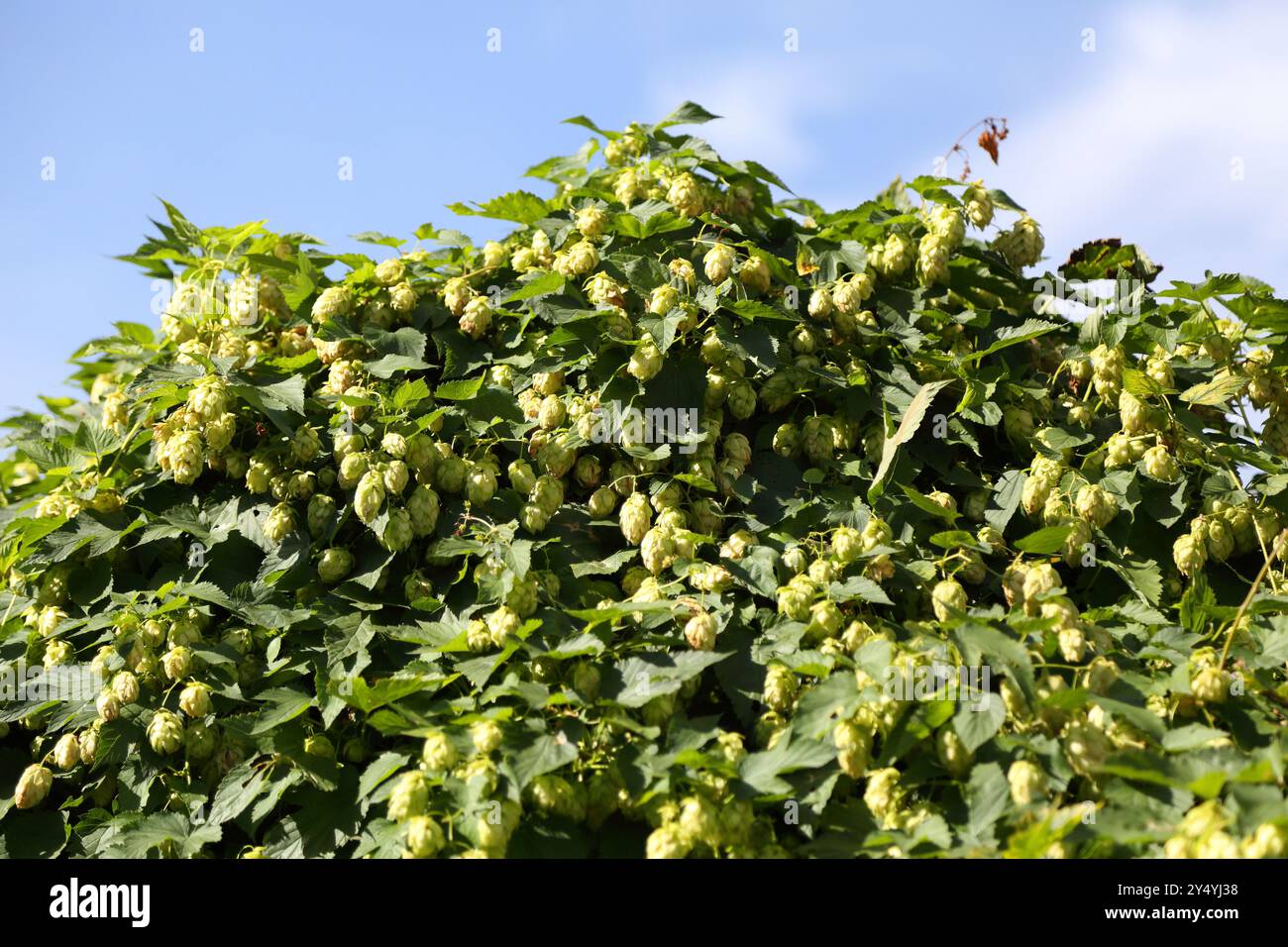 Buissons à houblon. Houblon sauvage. Houblon pour brassage. Houblon. Banque D'Images