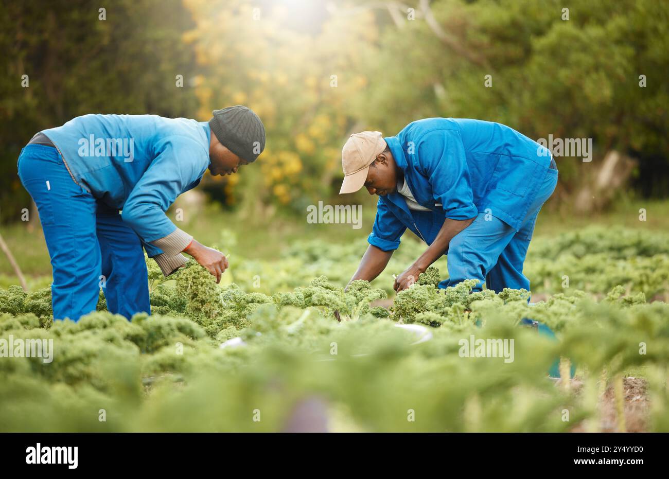 Équipe africaine, cultiver et récolter des légumes pour le travail agricole, la production et l'agro. La nourriture, les hommes et les agriculteurs cueillant des cultures au champ pour le jardinage Banque D'Images