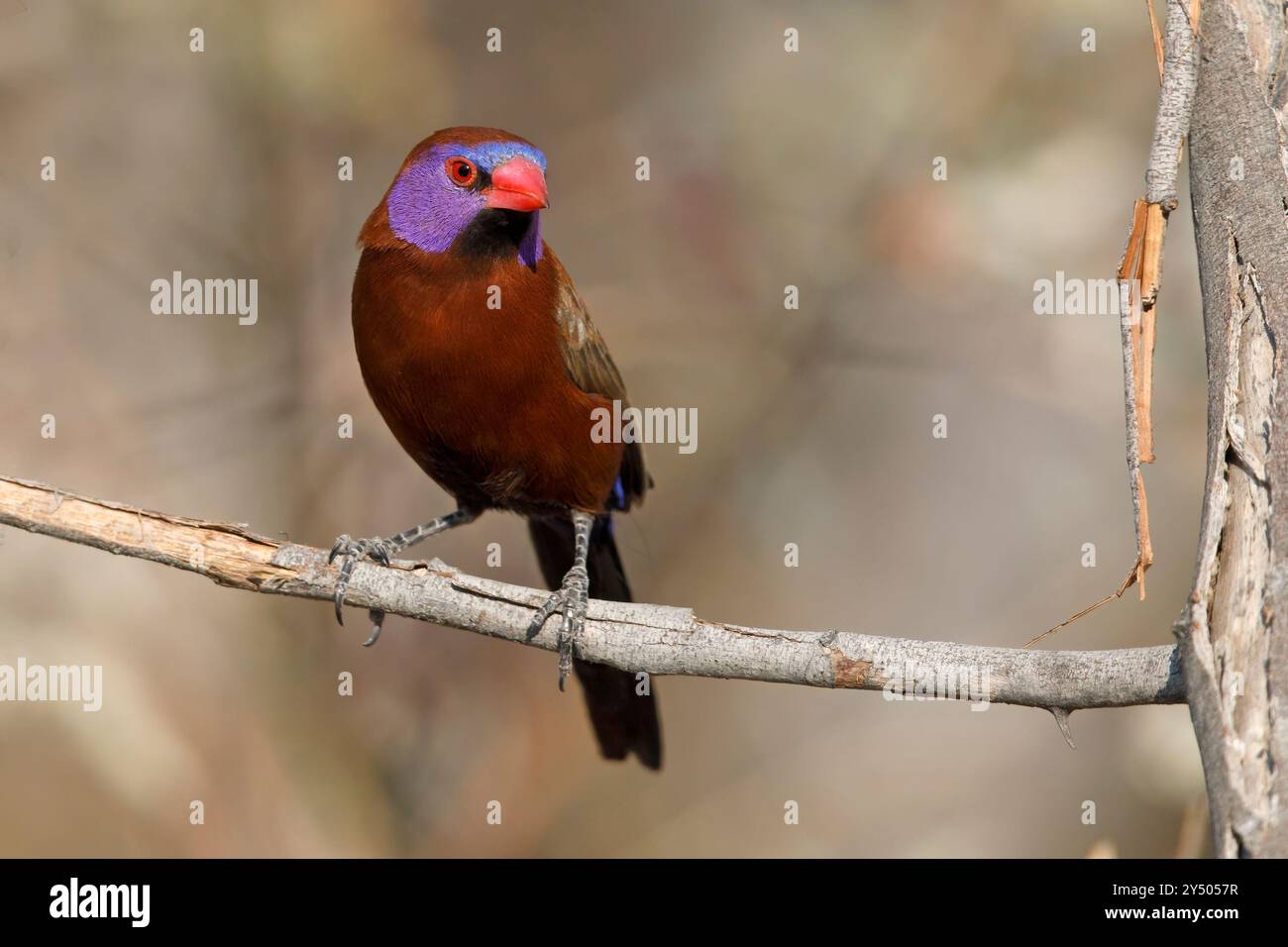 Waxbill à oreilles violettes, collines de Tsodilo, Botswana, août 2018 Banque D'Images