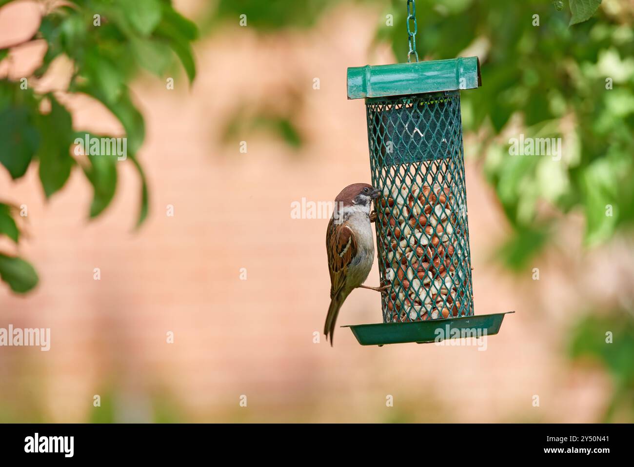 Moineau, mangeoire et manger des graines dans la nature avec collation, écosystème et environnement pour la croissance de la faune. Oiseau, grain et extérieur pour la conservation des animaux Banque D'Images