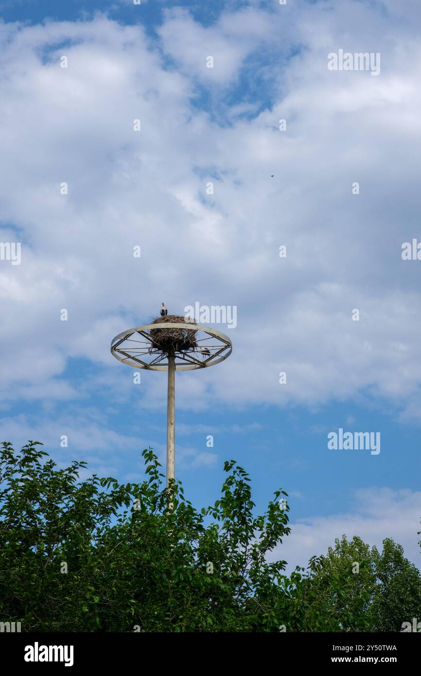 Nid de cigogne à Logrono, la Rioja, Espagne Banque D'Images