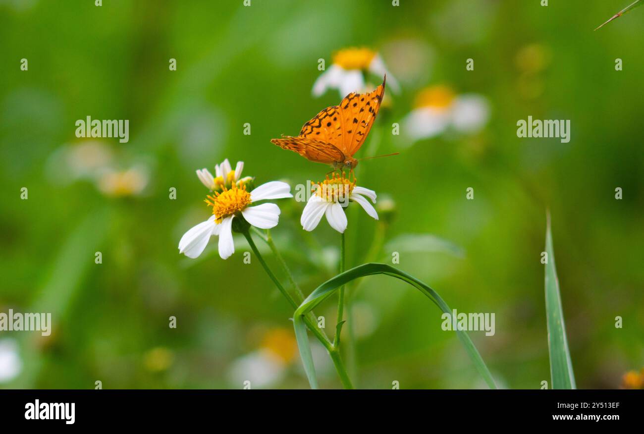 gros plan d'un papillon sur une fleur en fleurs. Banque D'Images