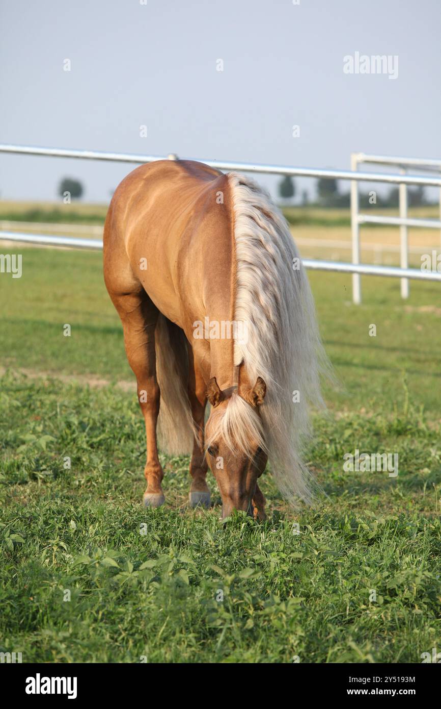 Incroyable palomino quart cheval avec une longue crinière en mouvement Banque D'Images