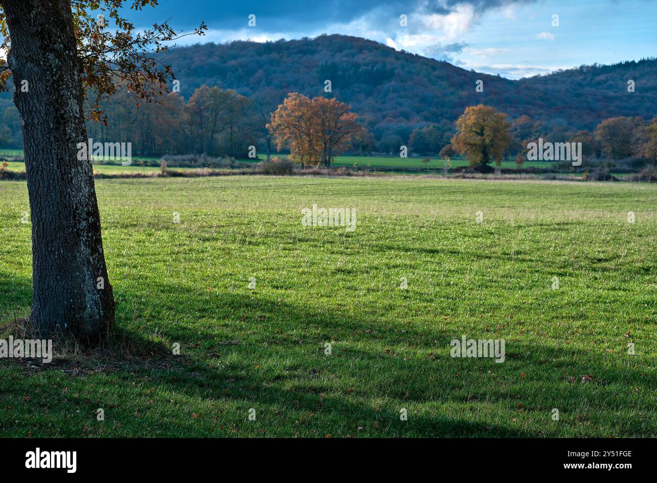 Un paysage rural paisible avec des champs d'herbe verte et des arbres d'automne dispersés, sur fond de collines ondulantes et un ciel nuageux. Vitoriano, Arkansas Banque D'Images