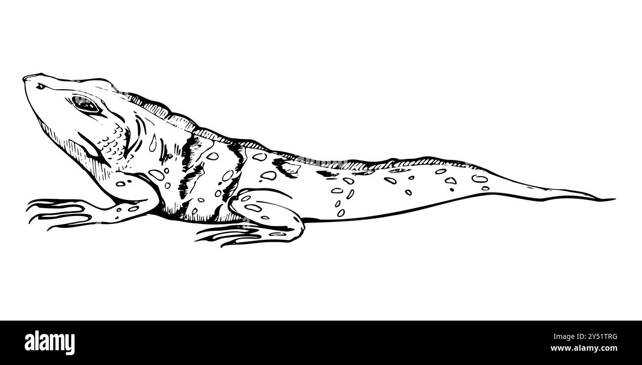 Animaux sauvages lézard reptile gecko salamandre animal animal de compagnie. Région désertique des îles tropicales. Illustration isolée de vecteur d'encre dessinée à la main, élément unique Illustration de Vecteur Animaux sauvages lézard reptile gecko salamandre animal animal de compagnie. Région désertique des îles tropicales. Illustration isolée de vecteur d'encre dessinée à la main, élément unique Illustration de Vecteur