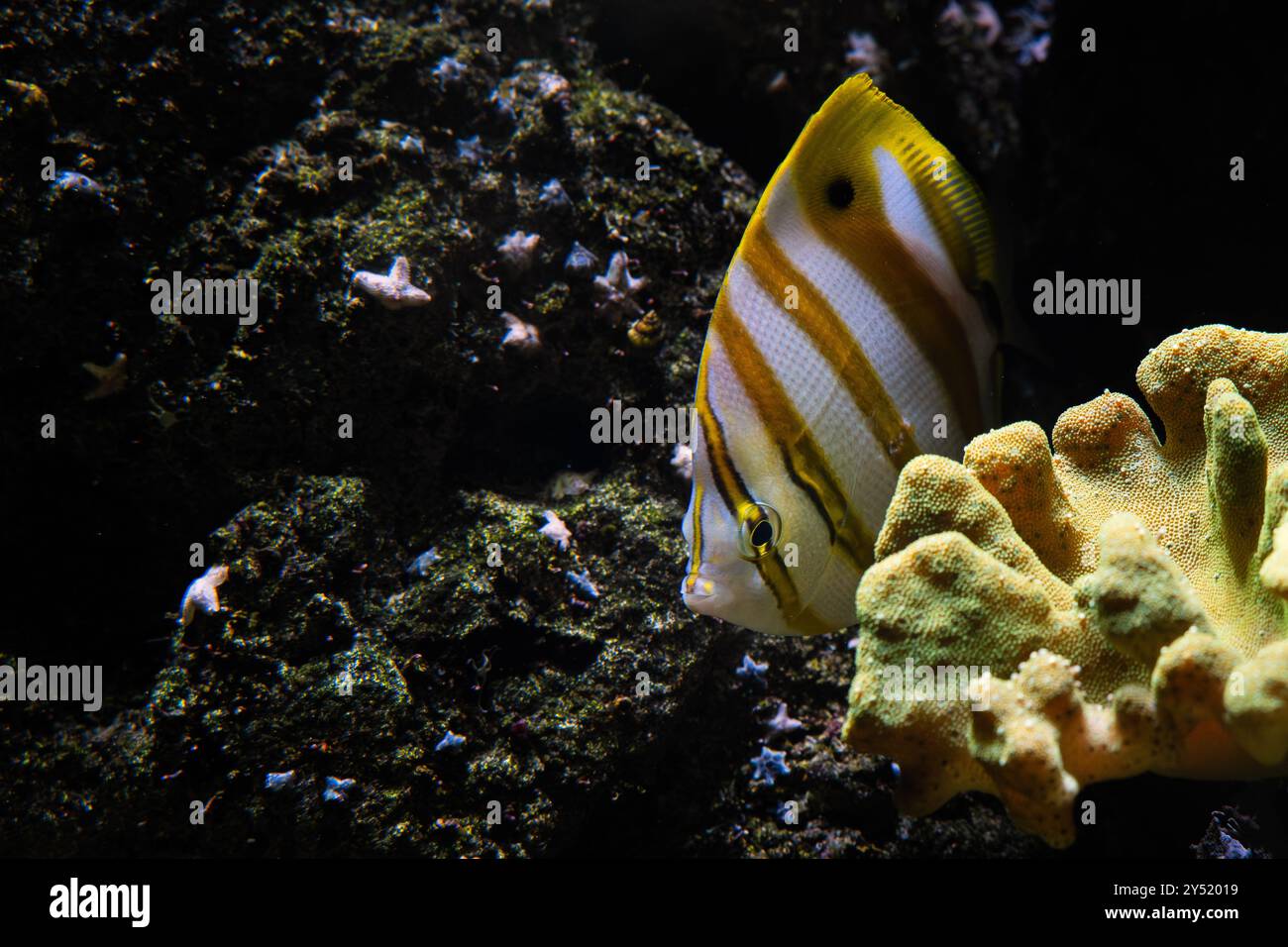 Copperband Butterflyfish - Chelmon rostratus, beau poisson de récif corallien coloré des côtes et récifs de l'océan Pacifique et Indien, Maurice. Banque D'Images