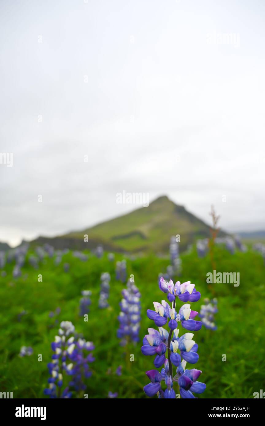 Champ de fleurs de lupin avec montagne en arrière-plan Banque D'Images
