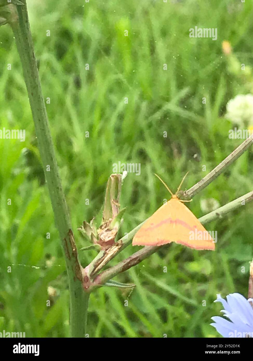 Chiches Geometer Moth (Haematopis grataria) Insecta Banque D'Images