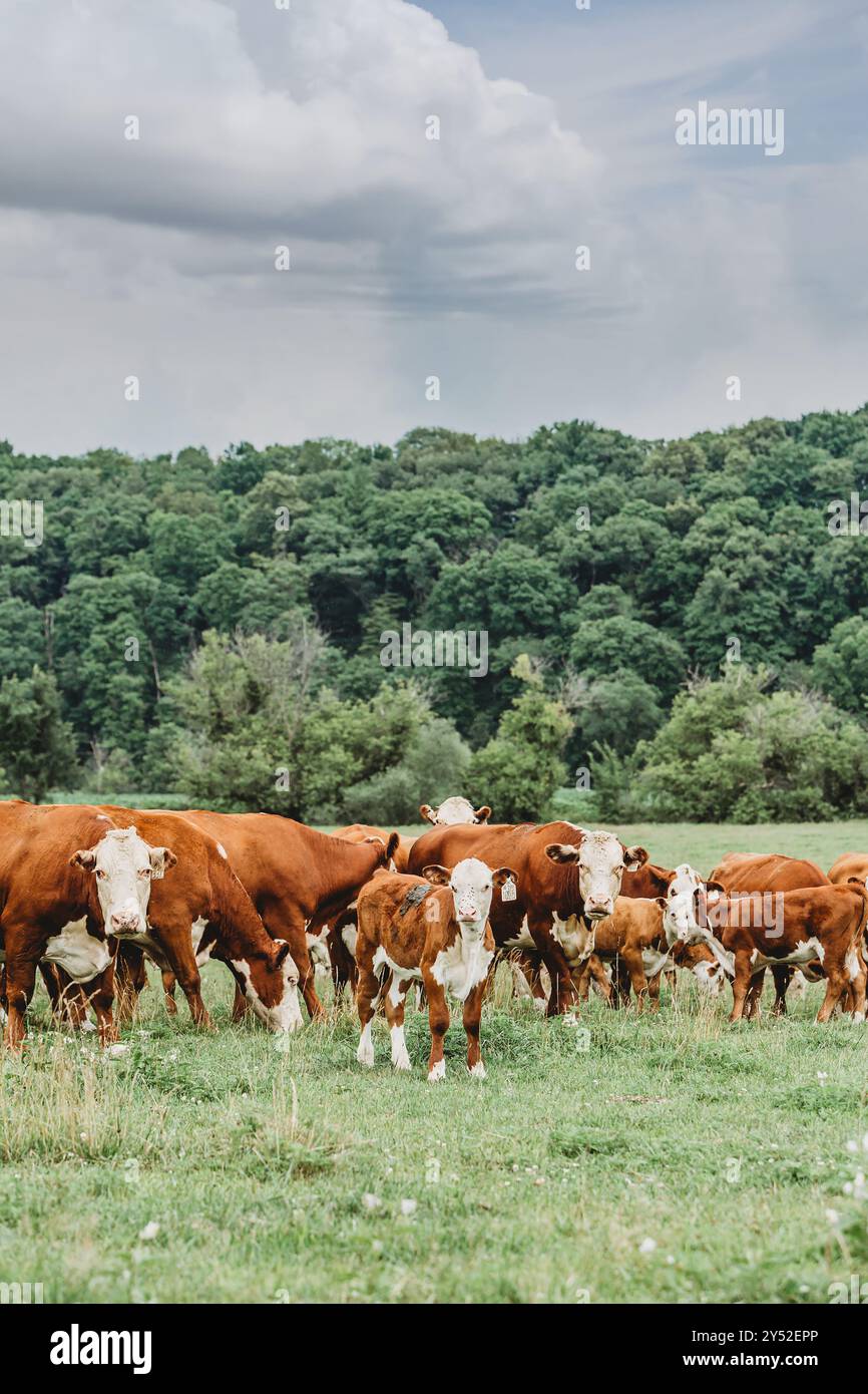 les vaches de bœuf paissent dans les pâturages Banque D'Images
