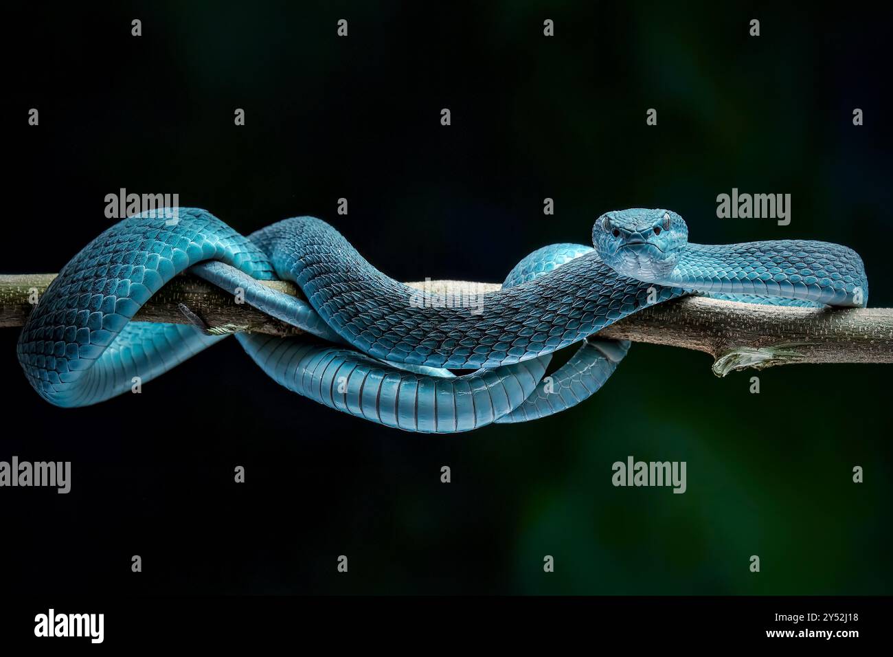 Trimeresurus insularis est une vipère venimeuse Banque D'Images