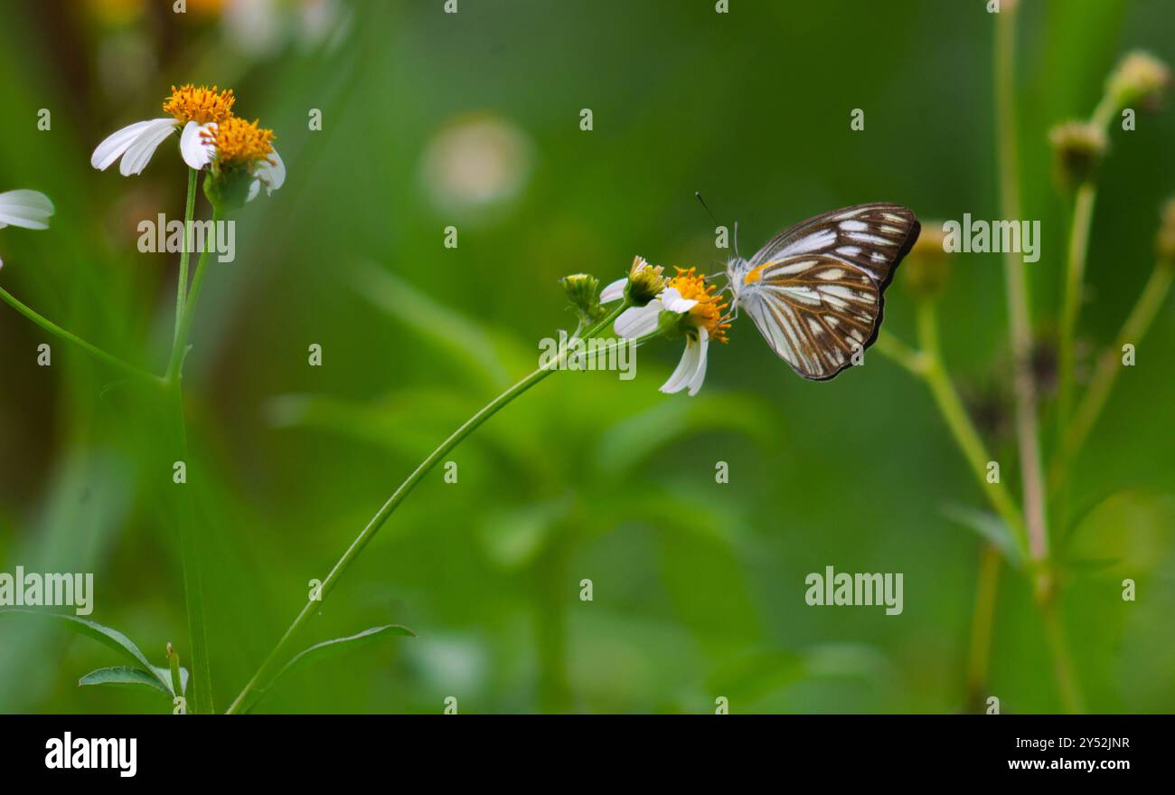 gros plan d'un papillon en chocolat blanc sur une fleur en fleurs. Banque D'Images