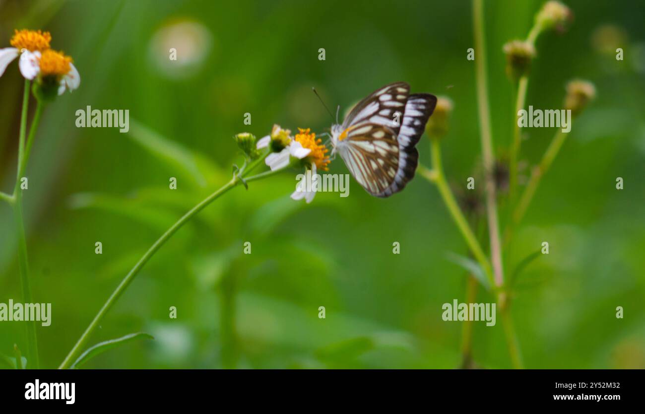 gros plan d'un papillon en chocolat blanc sur une fleur en fleurs. Banque D'Images