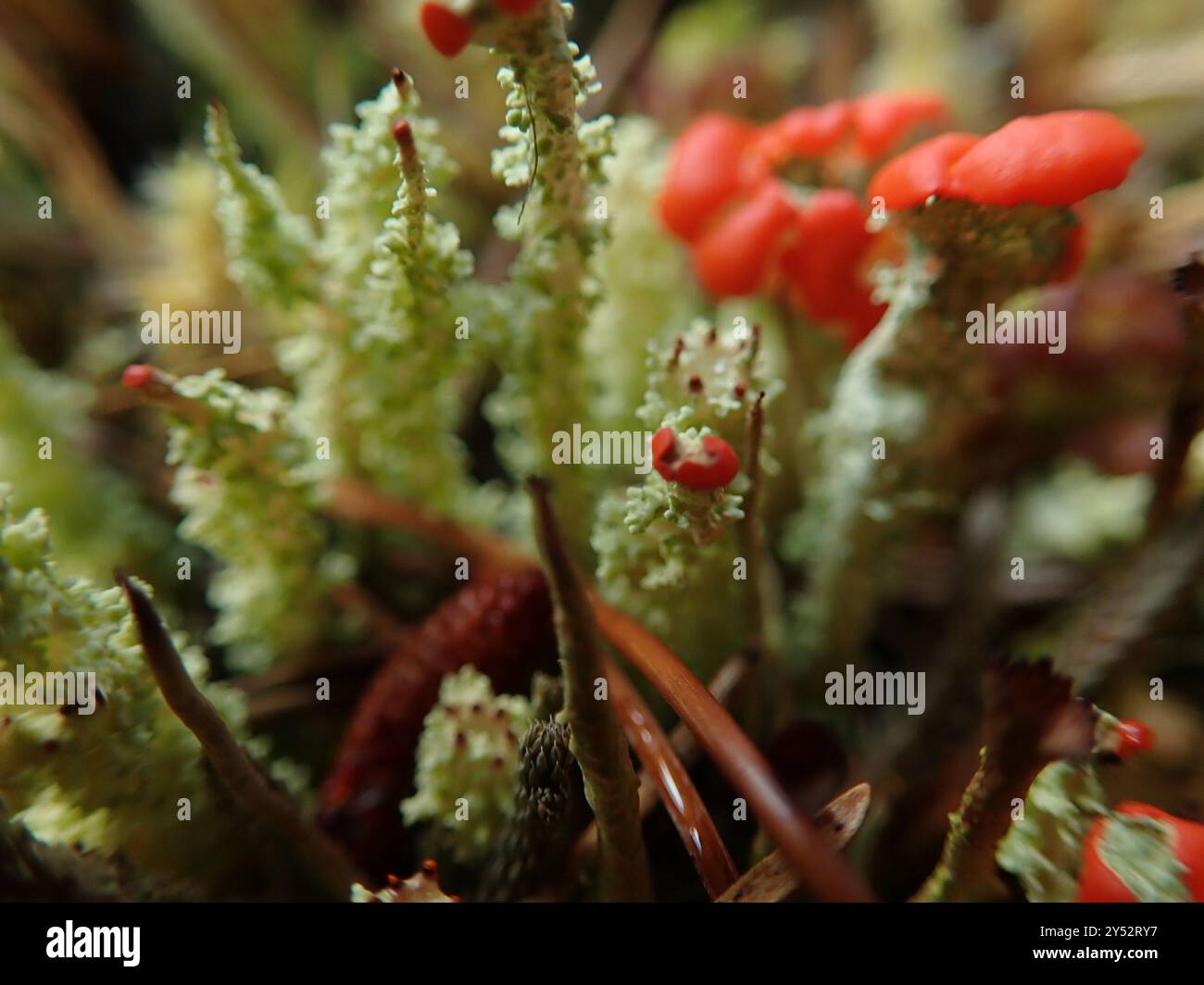 Soldats jouets (Cladonia bellidiflora) champignons Banque D'Images