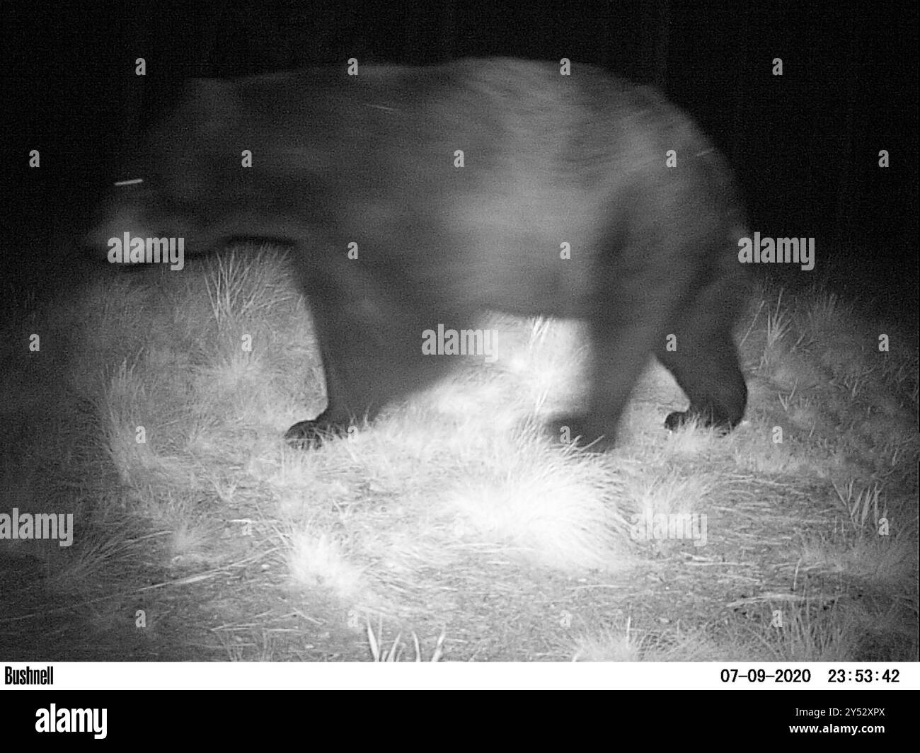 Ours noir d'Amérique (Ursus americanus) Mammalia Banque D'Images