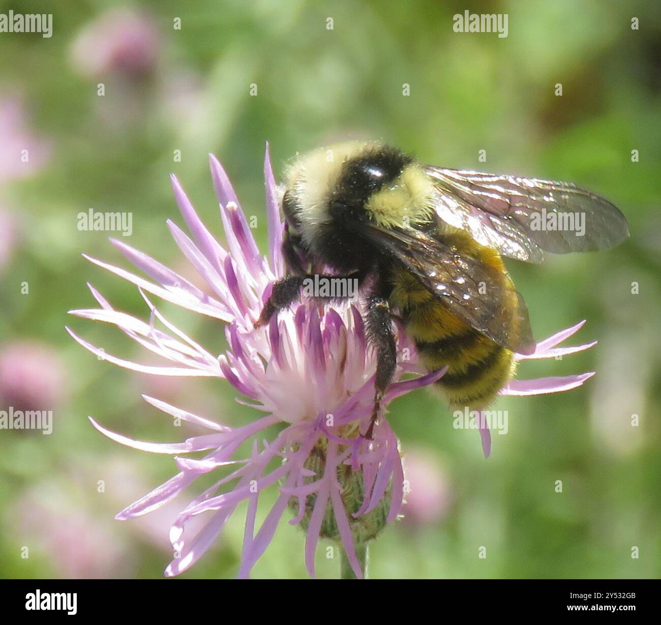 Insecte de Bumble Bee (Bombus appositus) à épaules blanches Banque D'Images