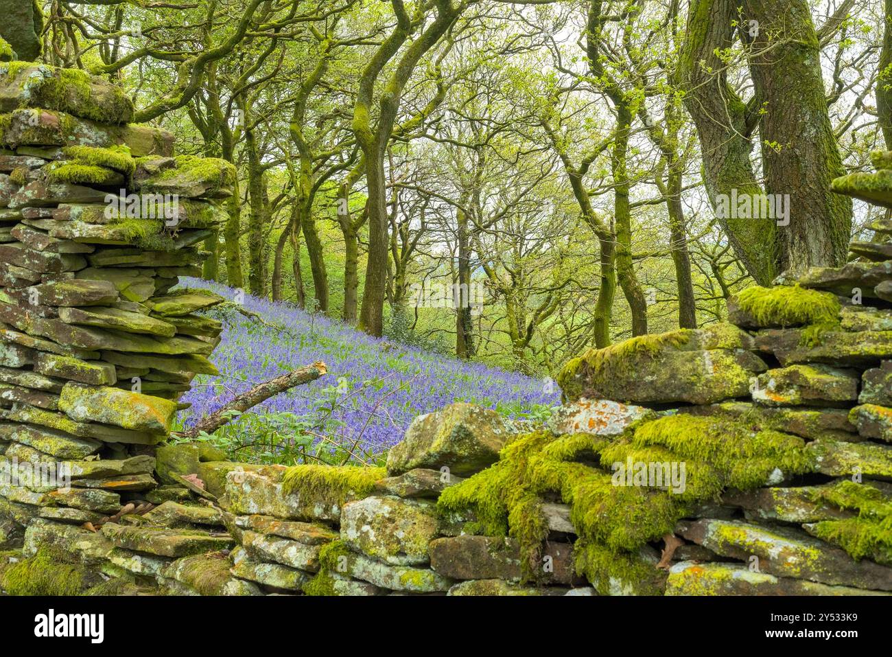 Hyacinthinoides non-scripta ou British Bluebells au printemps avec bois feuillus moussue et mur de pierre sèche moussue au premier plan Banque D'Images
