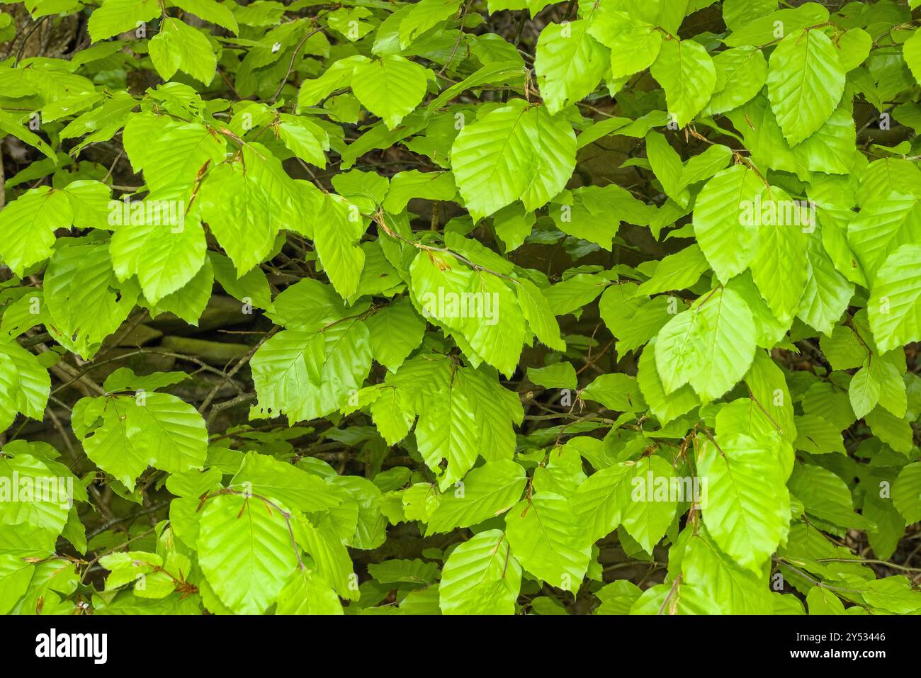 Gros plan isolé de nouveau feuillage dense de Carpinus betulus ou de charançon commun Banque D'Images