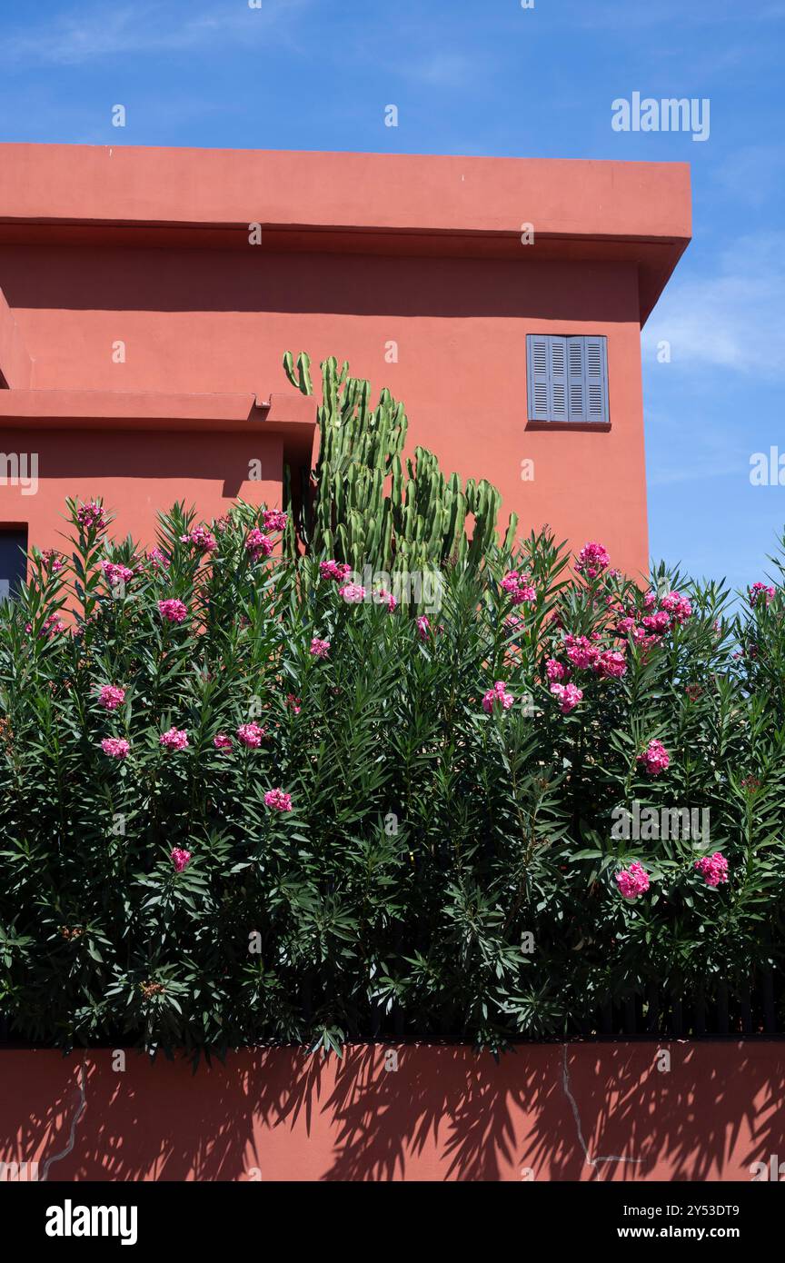 Perpignan, France. Maison peinte en orange avec buisson fleuri rose Banque D'Images